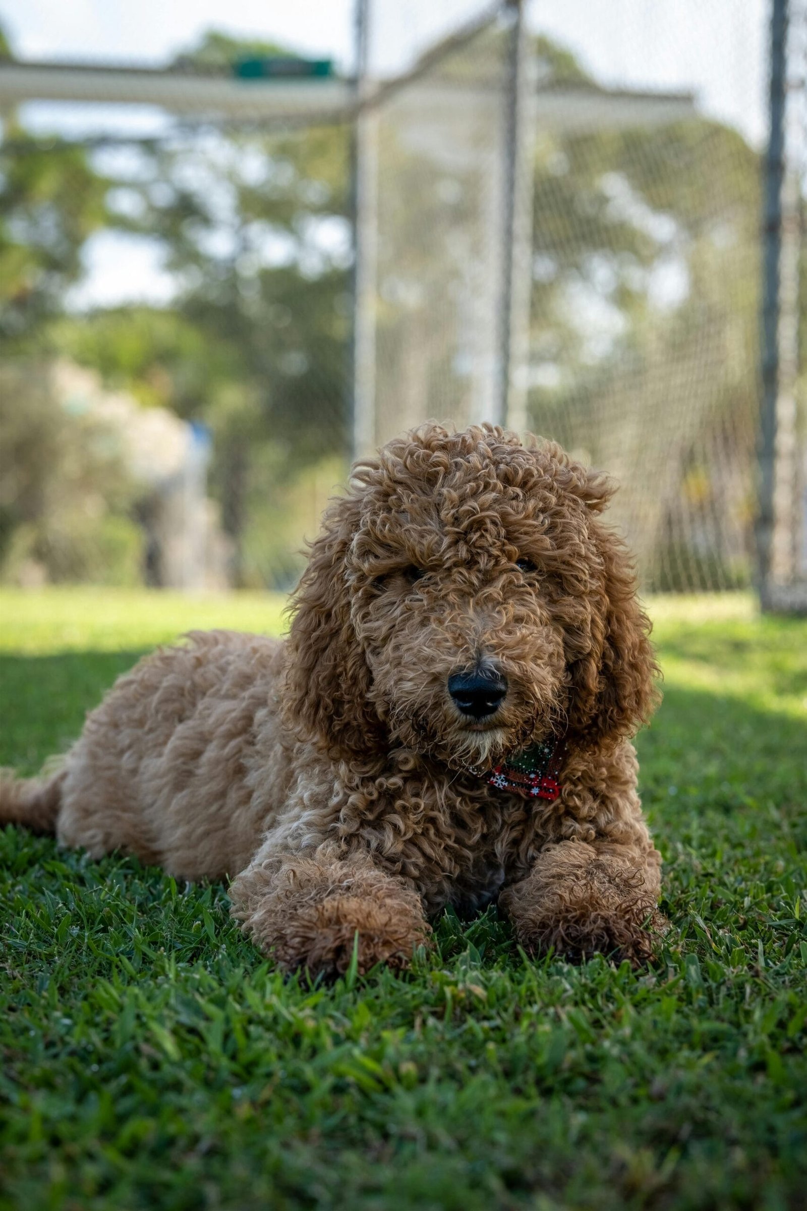 Labradoodle training