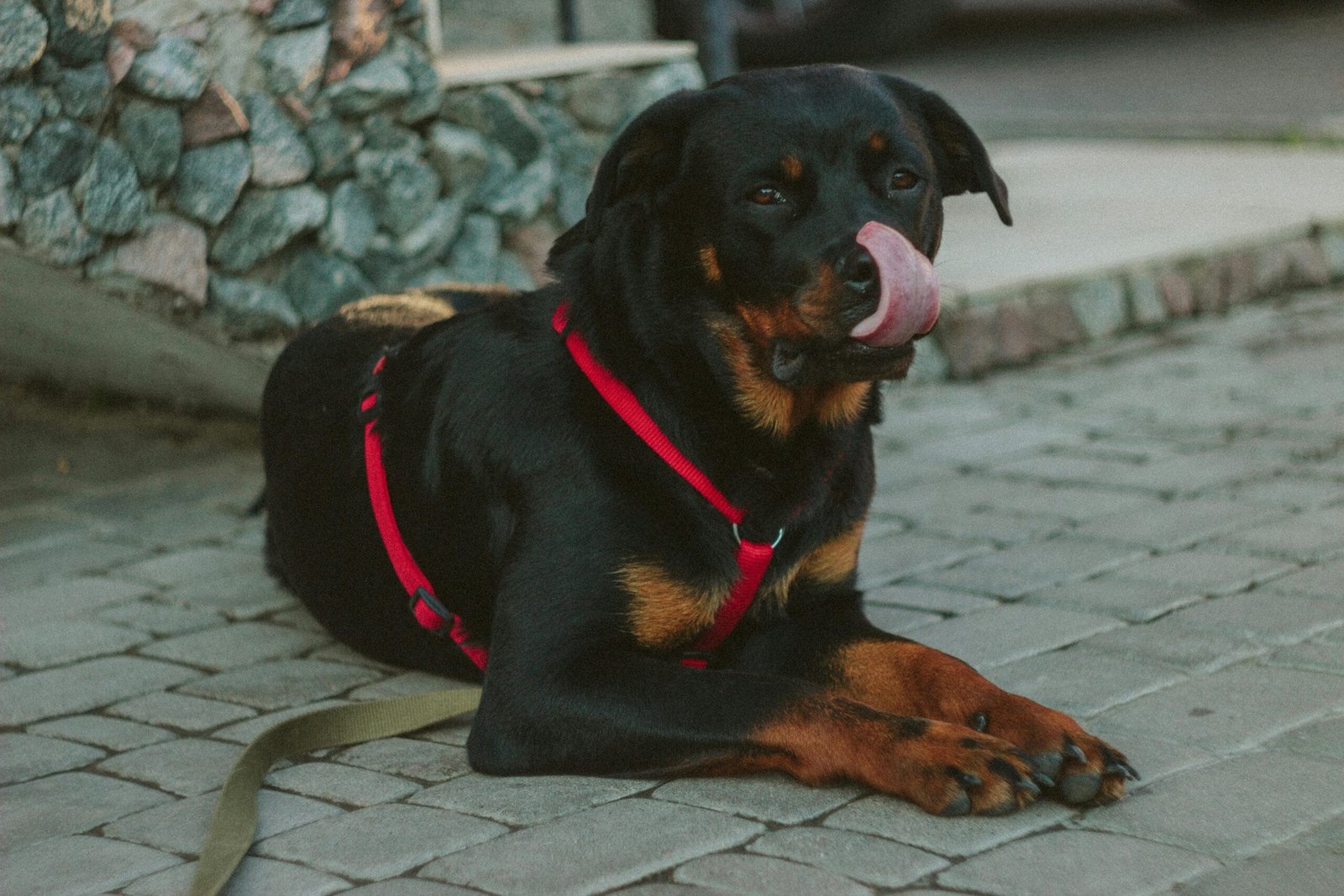 Rottweiler Dog training