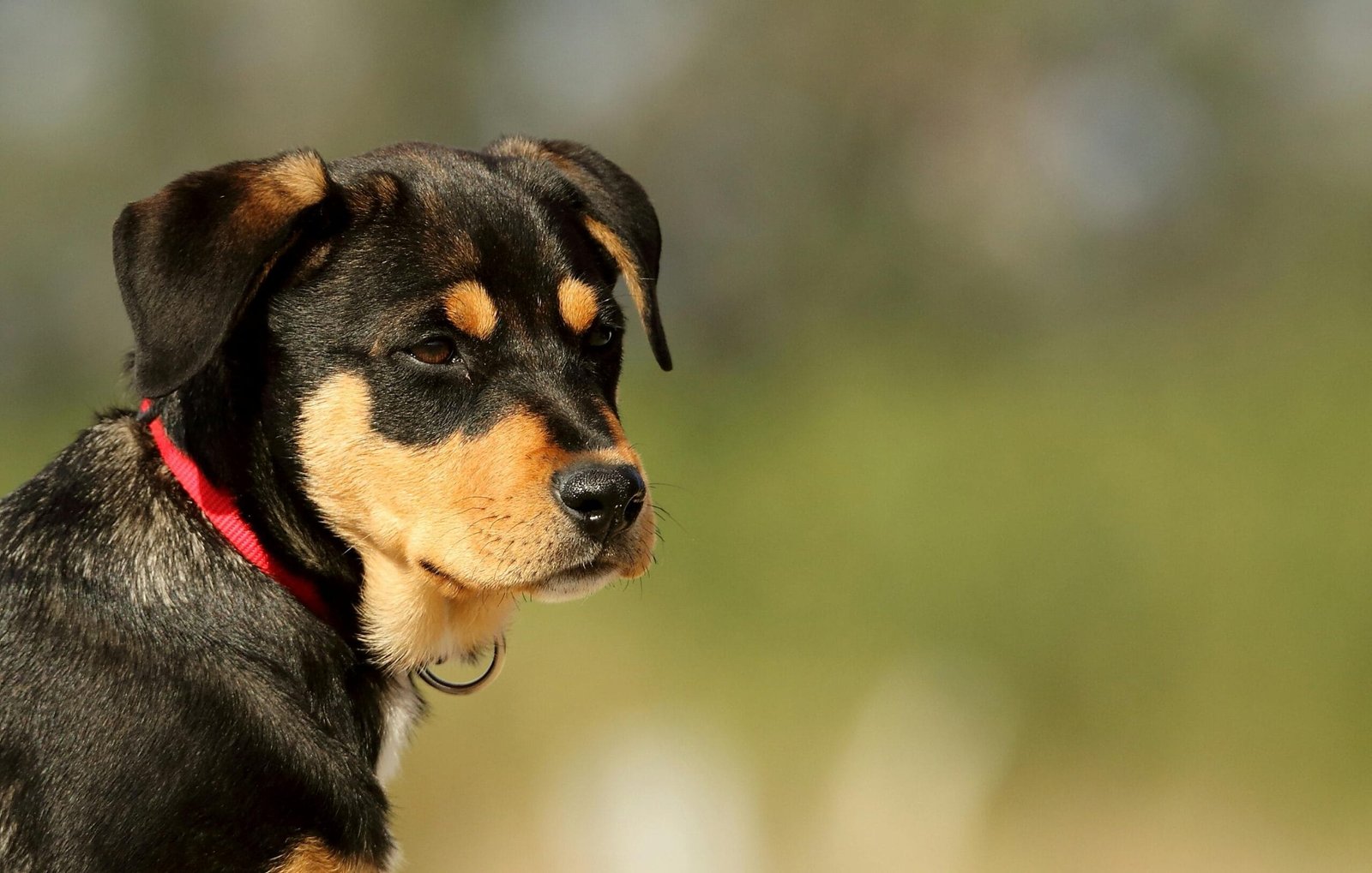 Rottweiler Dog training 