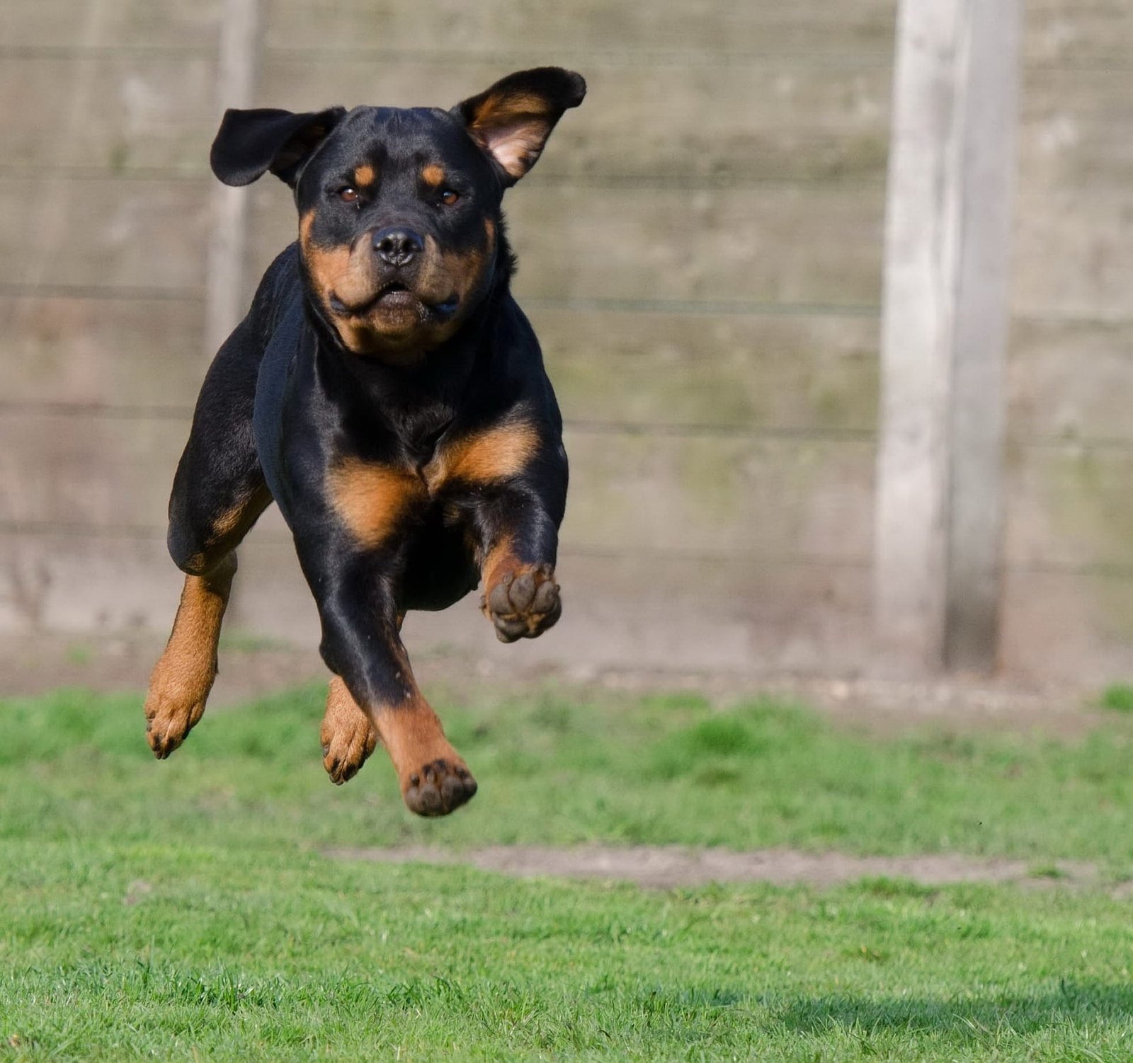Rottweiler dog training