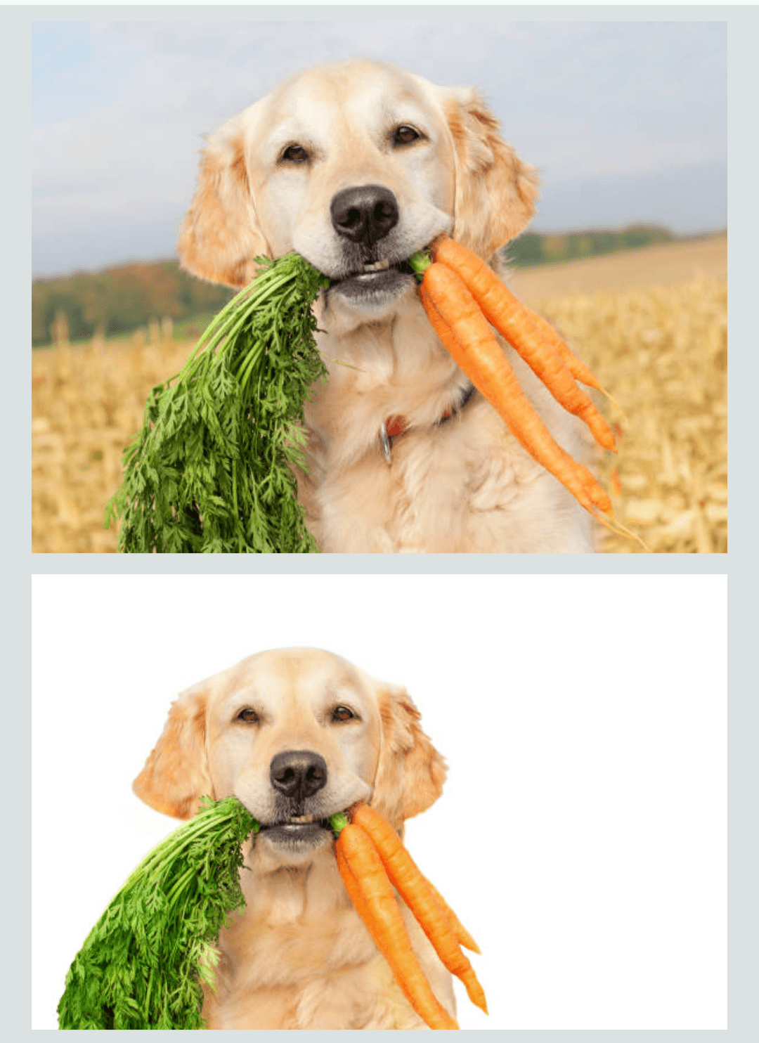 Best Ingredients for Dog Treats