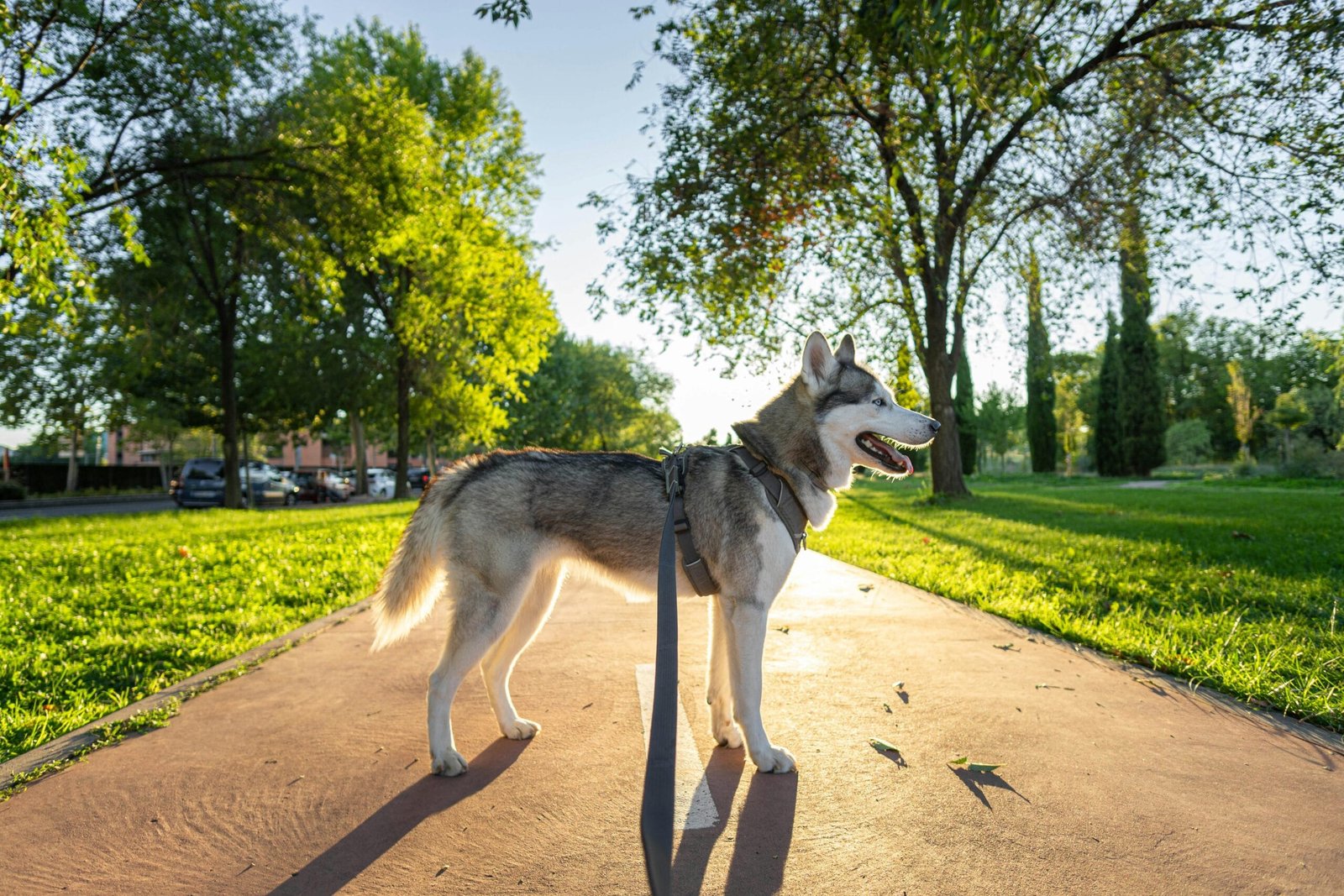 How to Care for a Siberian Husky Puppy