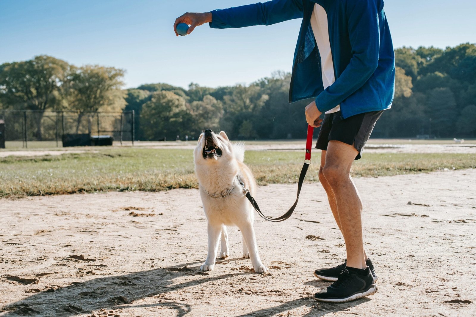 How to Care for a Siberian Husky Puppy