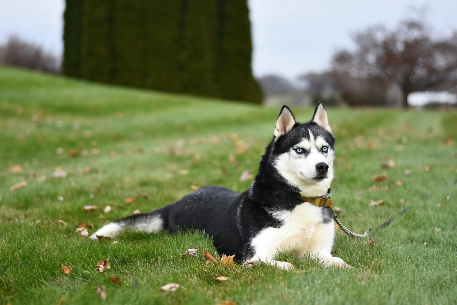 How to Care for a Siberian Husky Puppy