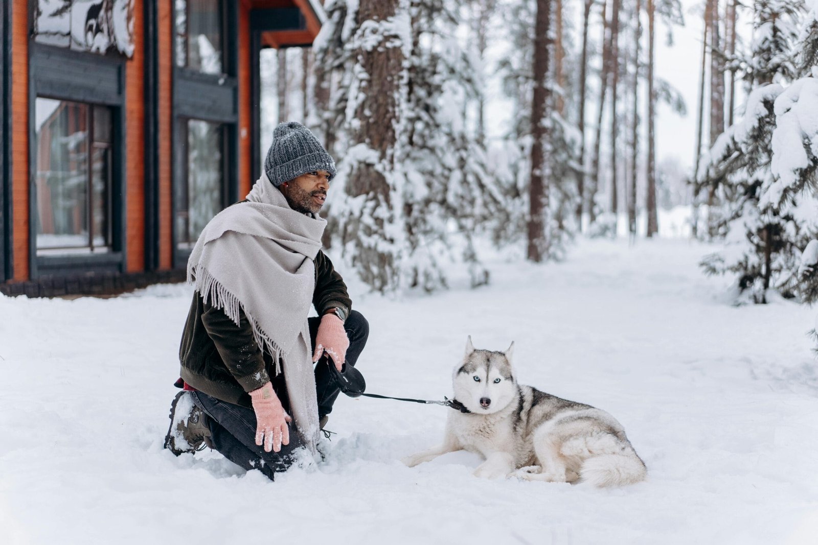 How to Care for a Siberian Husky Puppy