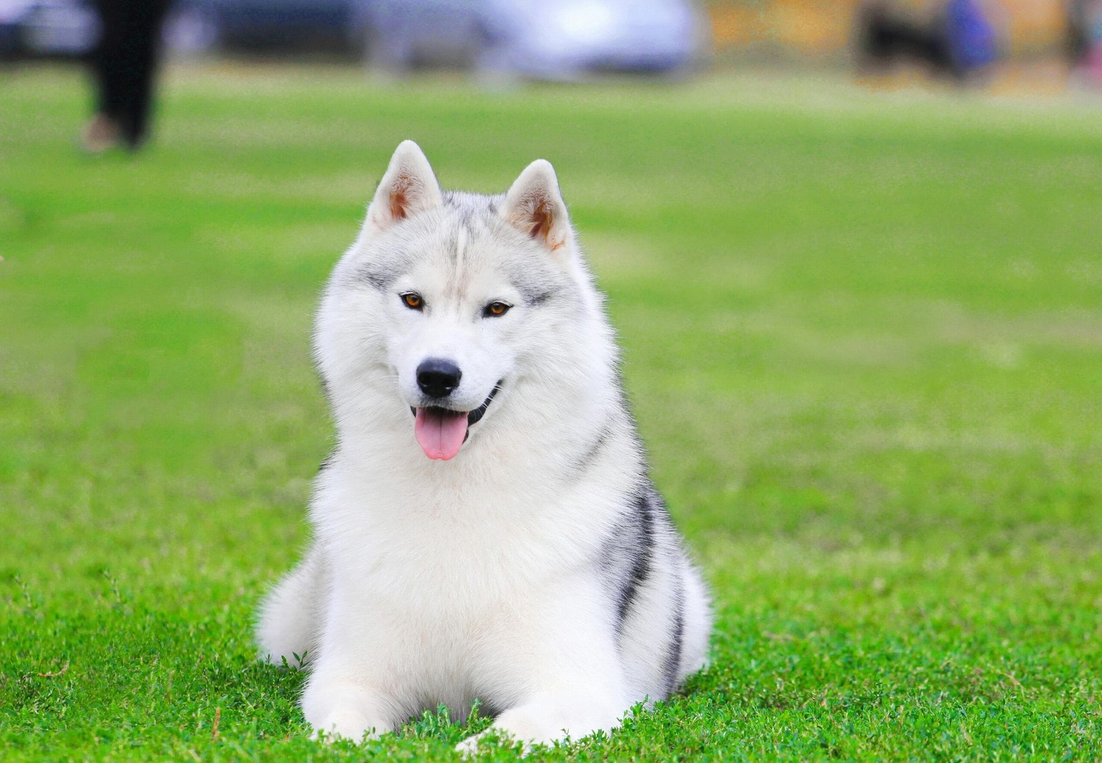How to Care for a Siberian Husky Puppy
