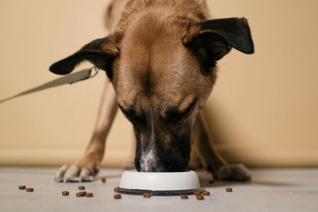 Best Ingredients for Dog Treats