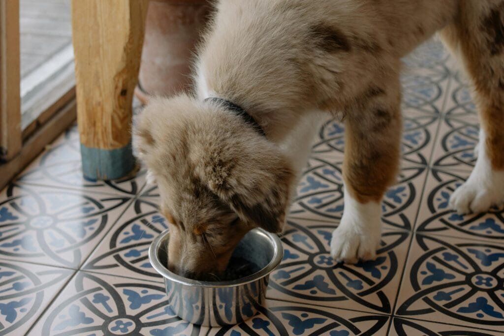 Best Ingredients for Dog Treats