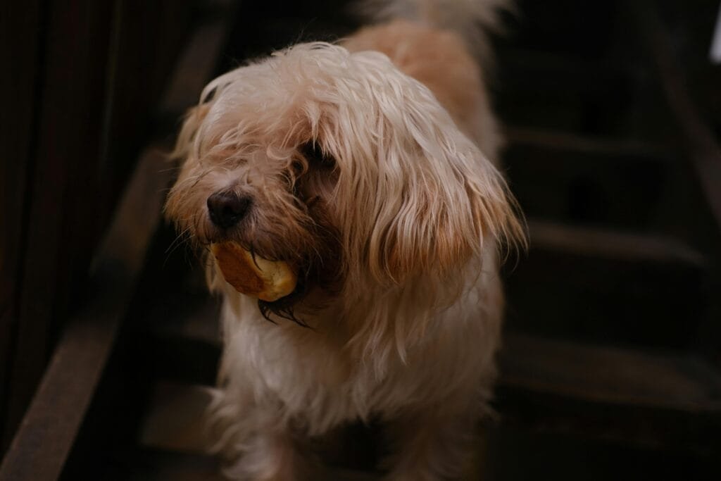Best Ingredients for Dog Treats