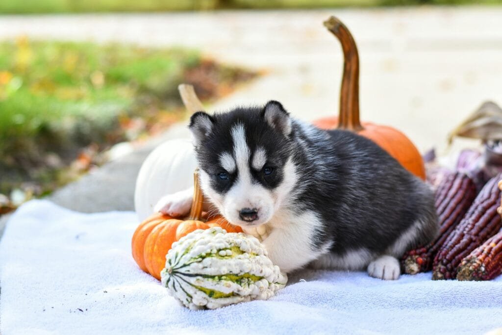 Best Ingredients for Dog Treats