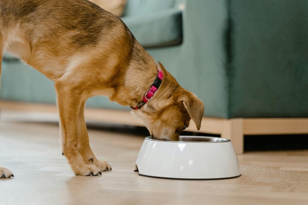 Best Ingredients for Dog Treats