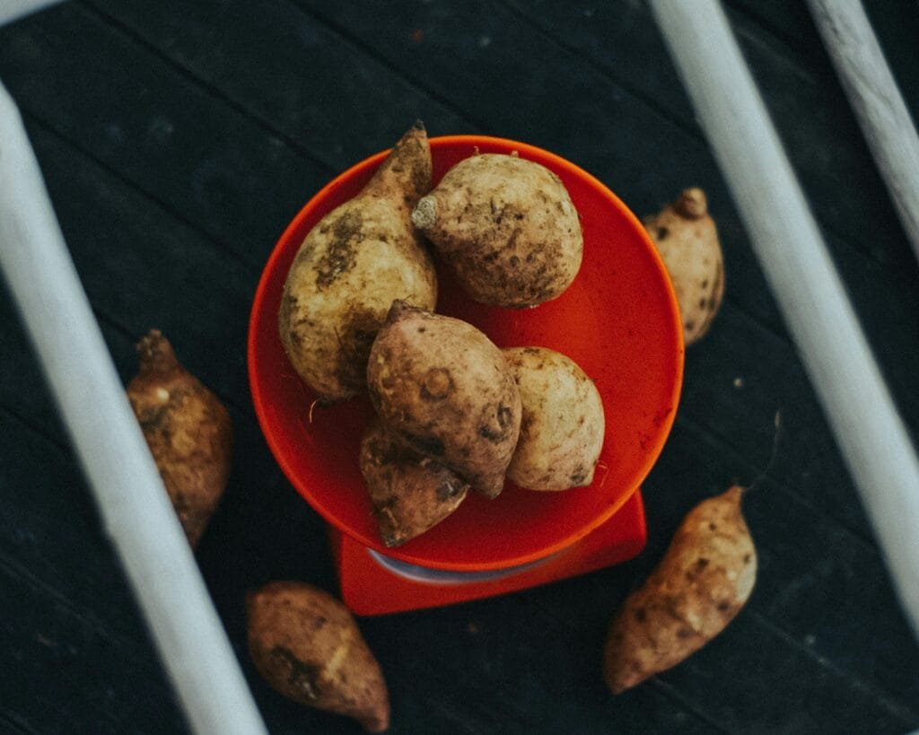 Best Ingredients for Dog Treats