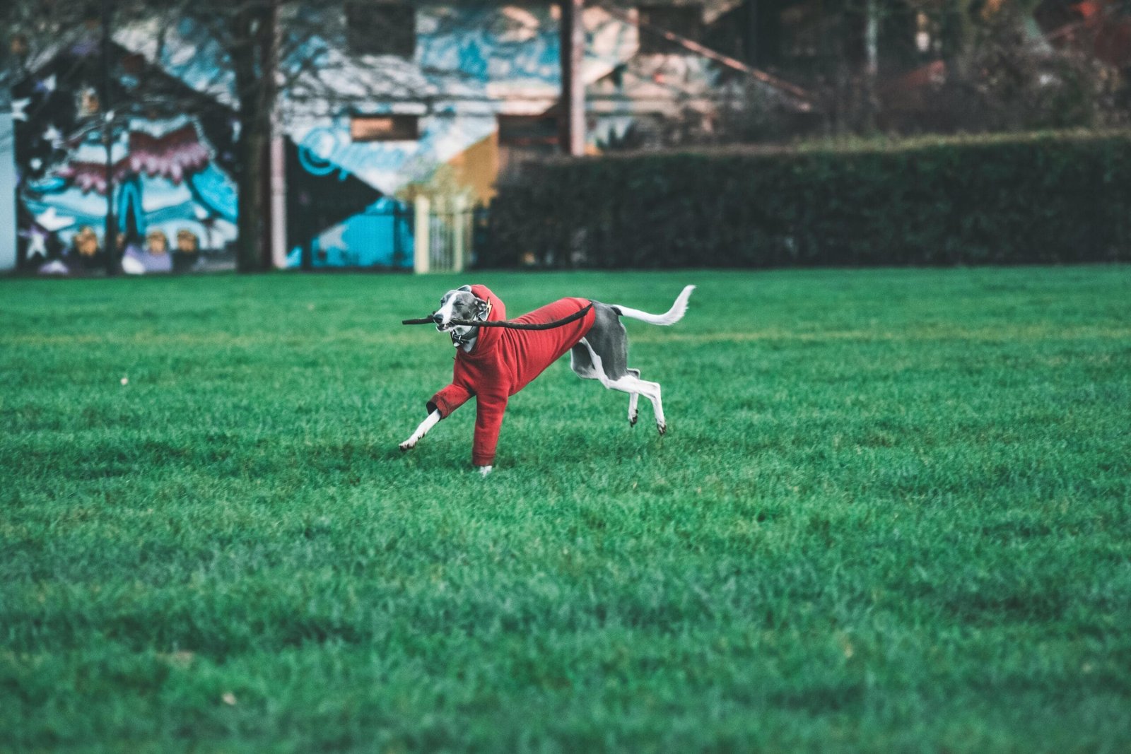 Greyhound Care Tips