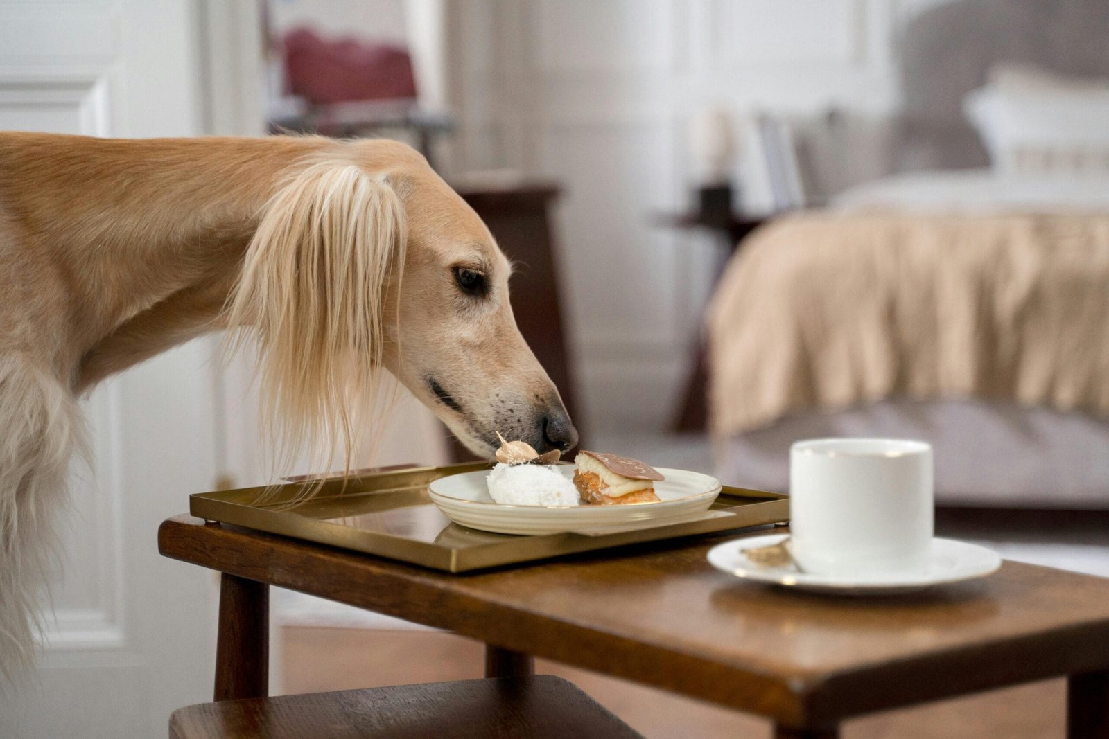 Greyhound Care Tips