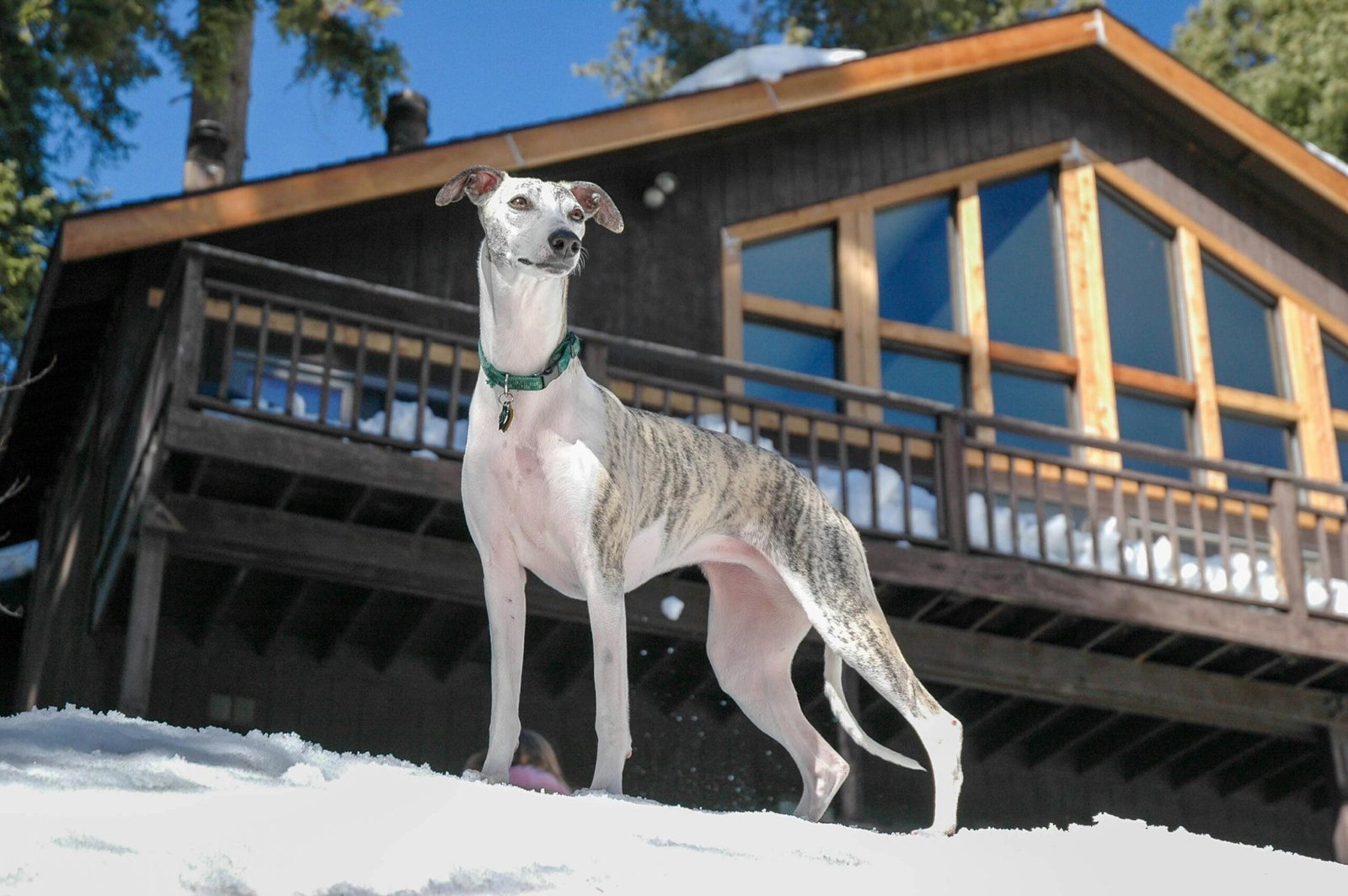 Greyhound Care Tips 