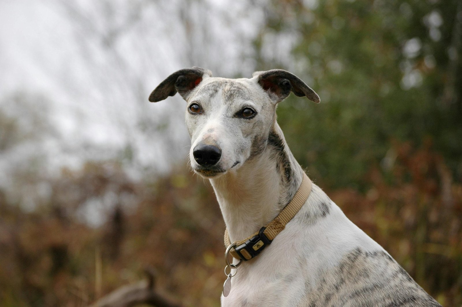 Greyhound Care Tips