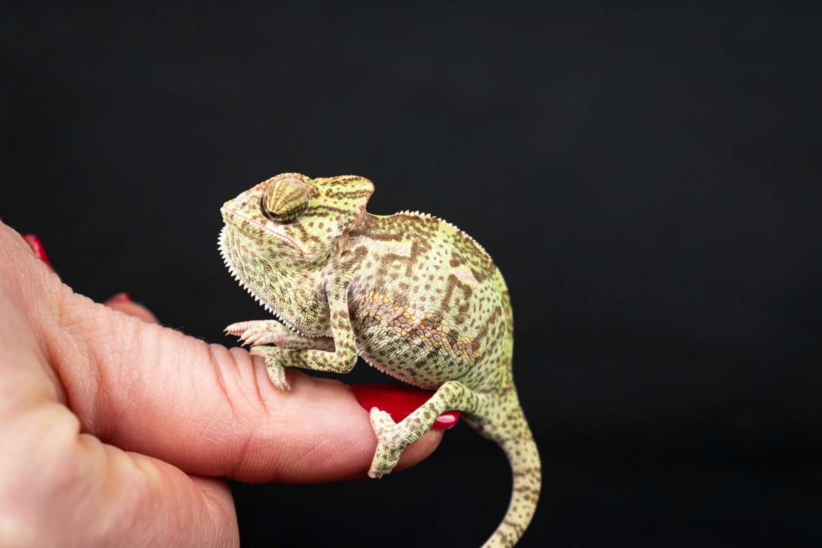 Unique Small Pets