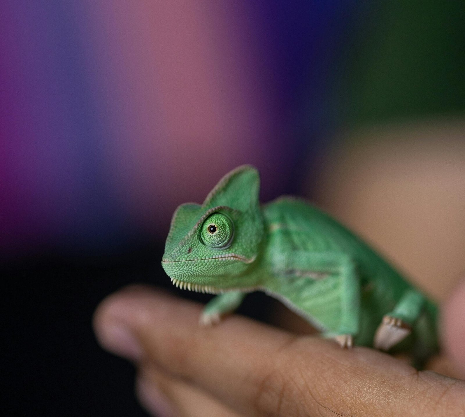 Unique Small Pets